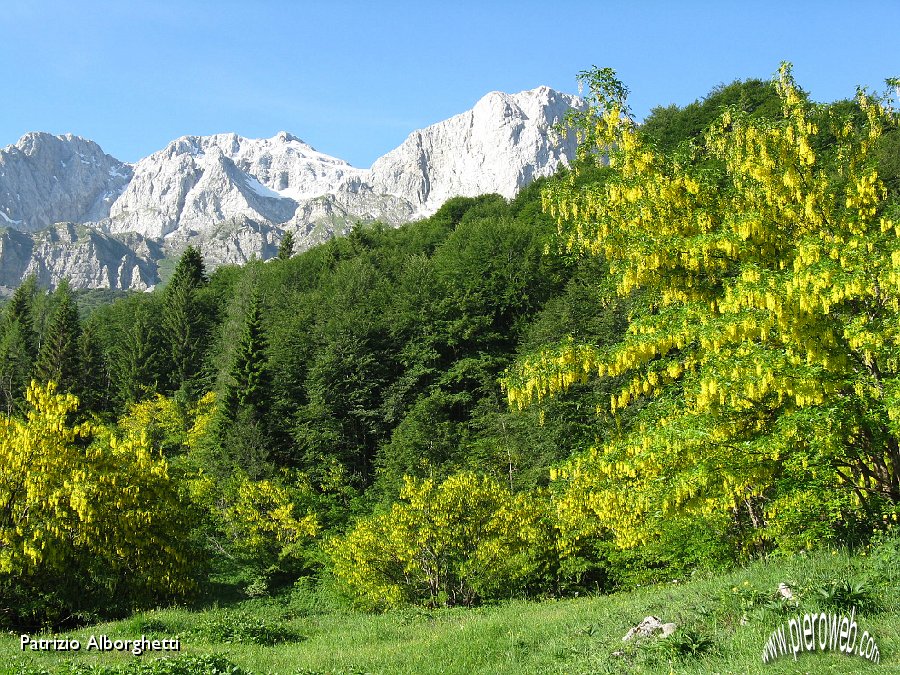 02-Maggiociondoli in piena fioritura.JPG - 02-Maggiociondoli in piena fioritura